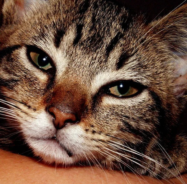 Vista Panorâmica Animais Jovens — Fotografia de Stock