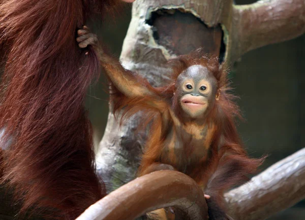Орангутанг Обезьяна — стоковое фото