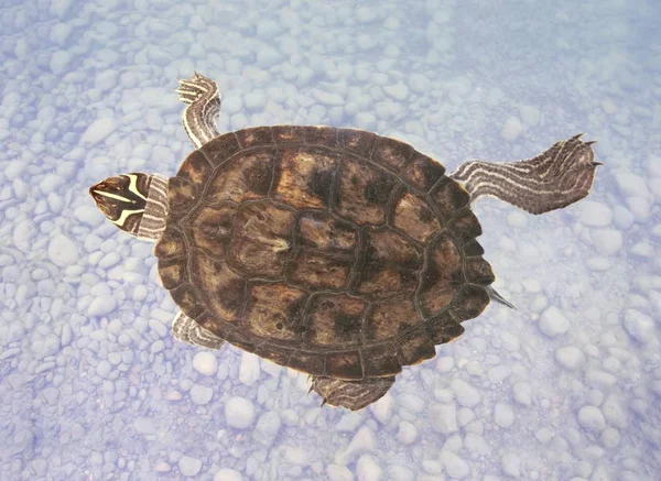 Żółw Tropikalny Gad — Zdjęcie stockowe