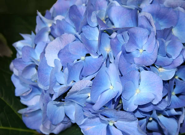 Vacker Blommande Blommor Natur Bakgrund — Stockfoto