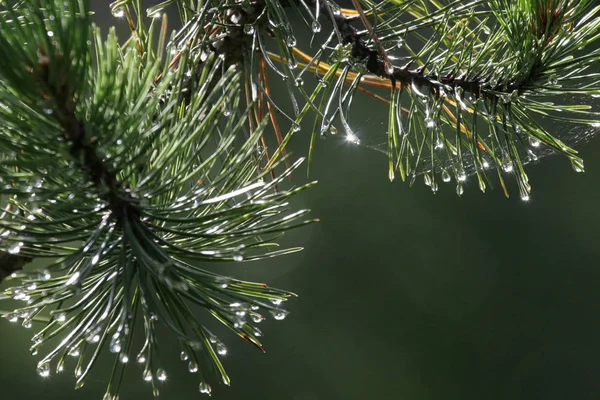 Grote Glitter Effect Takken Van Een Dennenboom Nadat Regen Afgenomen — Stockfoto