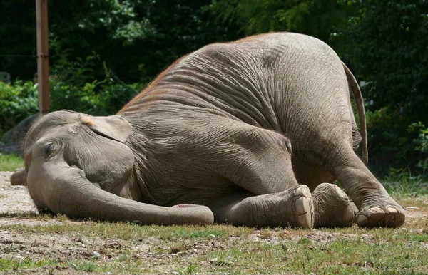 Closeup of animal at zoo