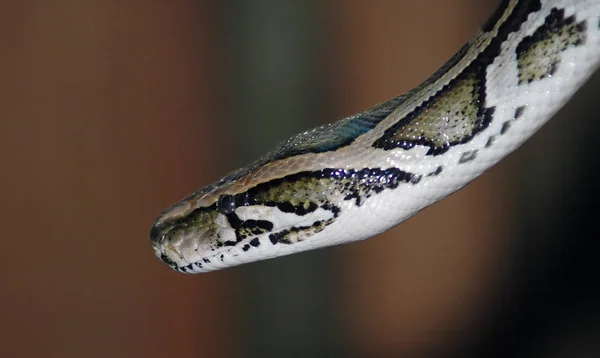 Vista Majestosa Serpente Python Selvagem — Fotografia de Stock