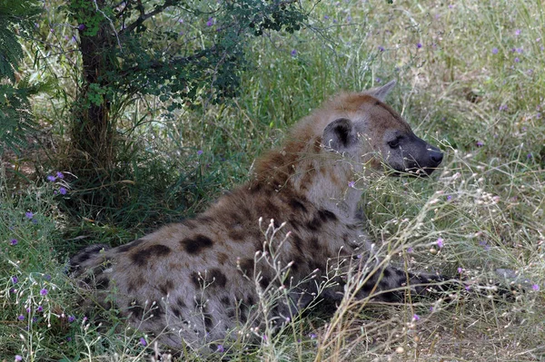 Hyena Divoké Přírodě — Stock fotografie