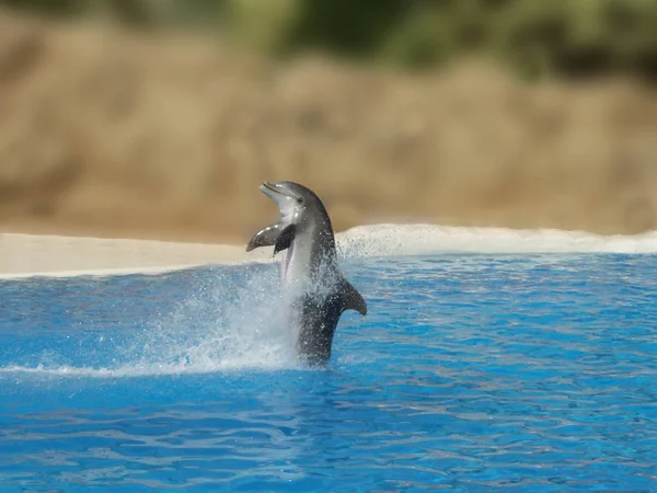 Delfine Wasserfische Meerestiere — Stockfoto