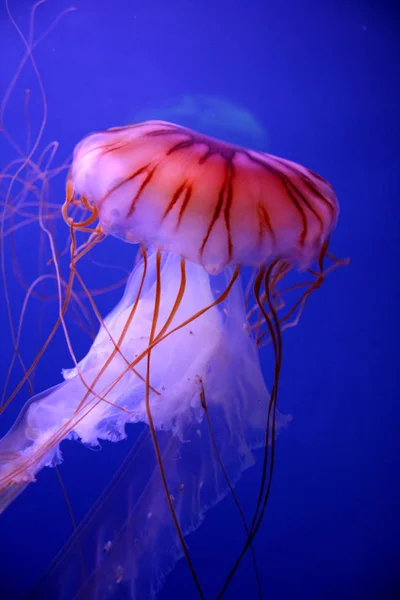 Fondo Pantalla Tema Marino Luz Del Día Shotmarine Tema Fondo — Foto de Stock