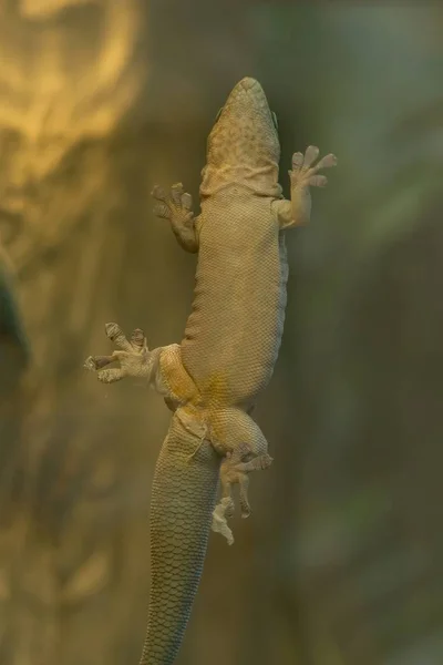 Lagarto Réptil Gecko Animal Tropical — Fotografia de Stock