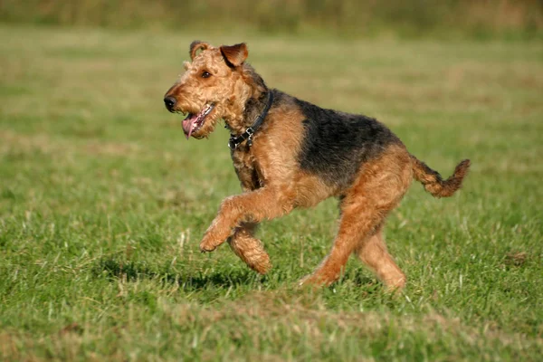 Airedale Terrier Brown Curly Dog — Stock Photo, Image