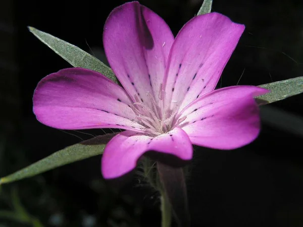 Name Flower Unfortunately Unknown — Stock Photo, Image