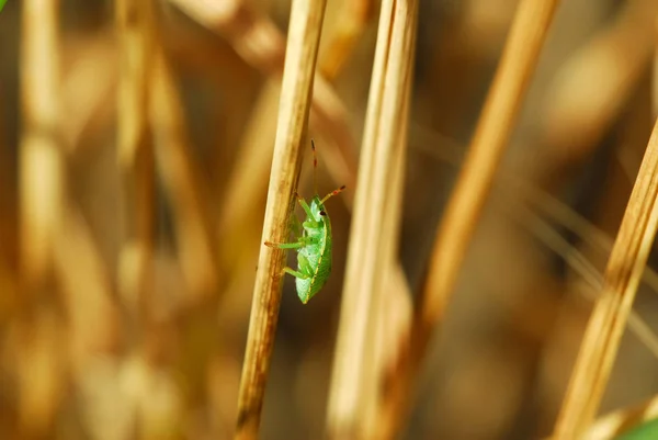 Primer Plano Error Naturaleza Salvaje — Foto de Stock