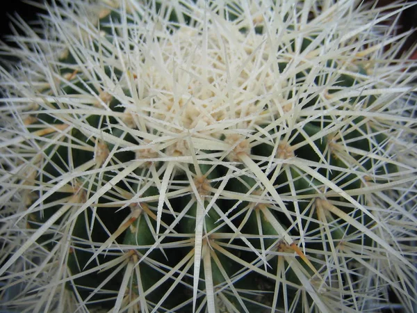 Exotický Kaktus Tropických Rostlin — Stock fotografie