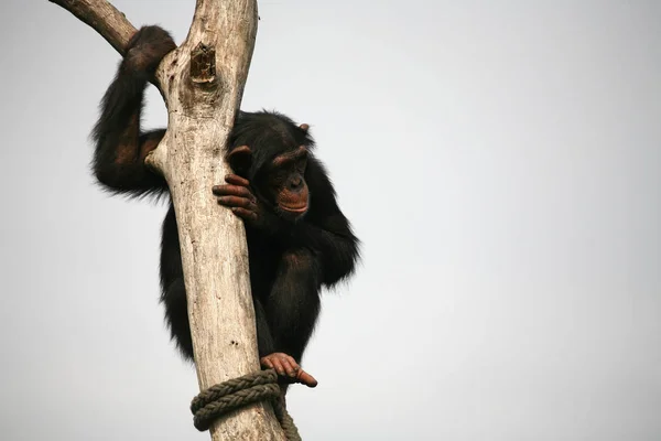 Chimpancé Árbol — Foto de Stock