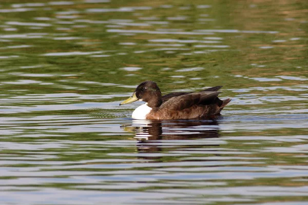 Vogelbeobachtung Ente Wilder Natur — Stockfoto