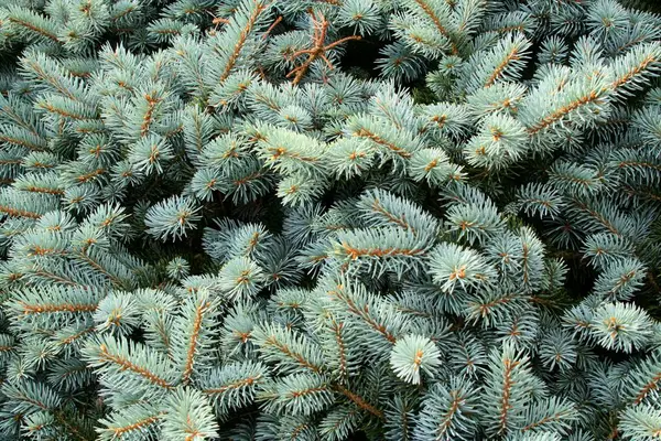 Malerischen Blick Auf Weihnachten Feiertagsdekoration — Stockfoto