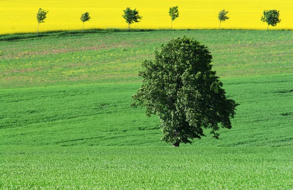 Campagna Agricoltura Campo Paesaggio — Foto Stock