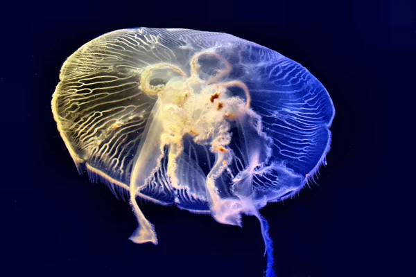 Carta Parati Tema Marino Scatto Luce Del Giorno — Foto Stock