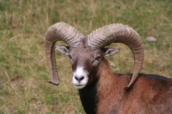 Naturskön Syn Jordbruket Selektiv Inriktning — Stockfoto