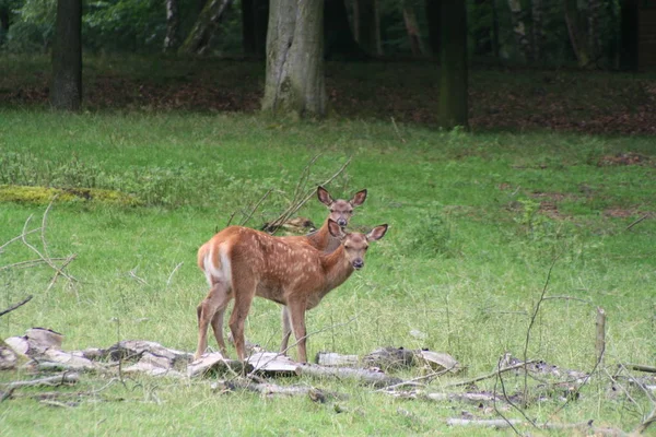 Faune Sauvage Cerfs Faune — Photo