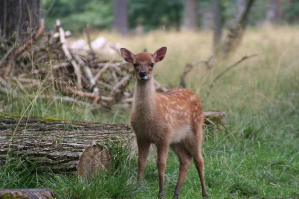 Wild Dier Hertenhoeven Dier — Stockfoto