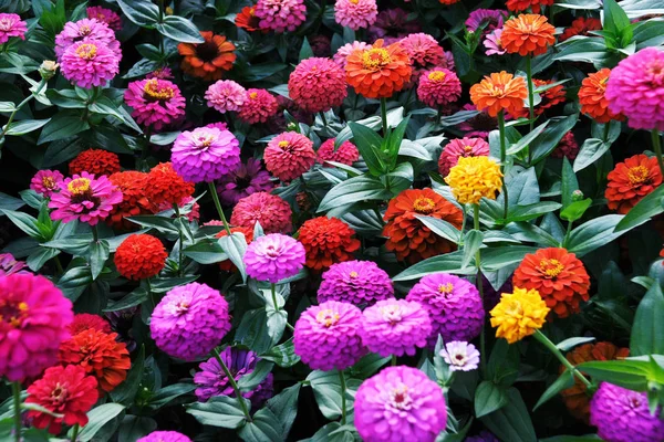 Beautiful Botanical Shot Natural Wall — Stock Photo, Image