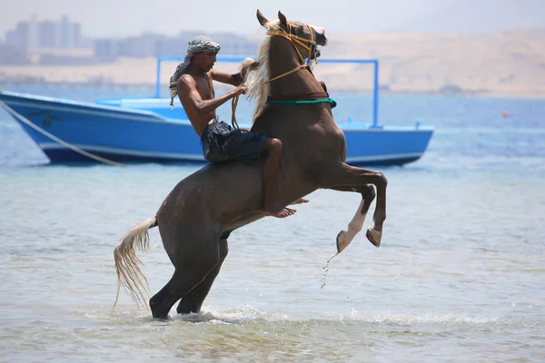 Reiten Auf Dem Meer — Stockfoto