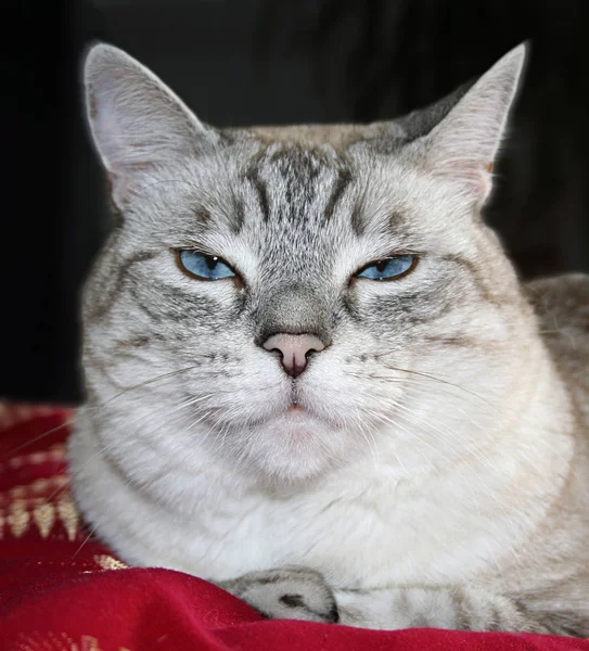 Retrato Lindo Gato —  Fotos de Stock