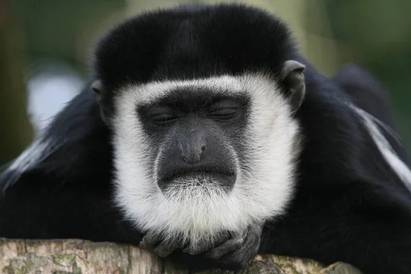 Primates Mono Animales Vida Silvestre —  Fotos de Stock