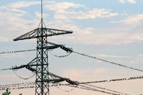 Scenic View Beautiful Bird Nature — Stock Photo, Image