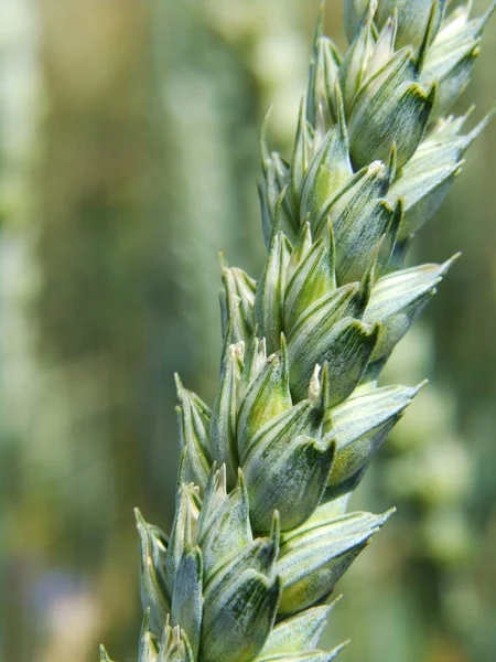 agriculture grain cereal, farming countryside