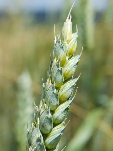 Landwirtschaft Getreide Bäuerliche Landwirtschaft — Stockfoto