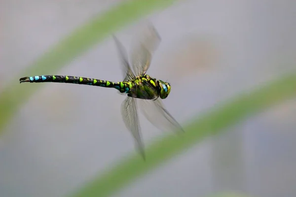 Natureza Inseto Libélula Odonata Voar — Fotografia de Stock