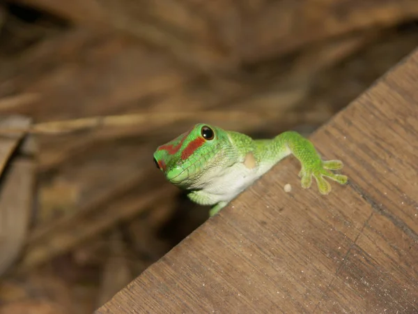 Lagarto Reptil Geco Animal Tropical —  Fotos de Stock