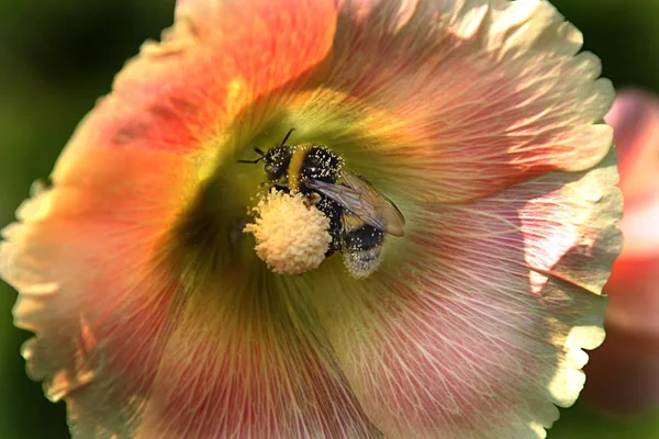 Bellissimi Fiori Sfondo Concetto Floreale — Foto Stock