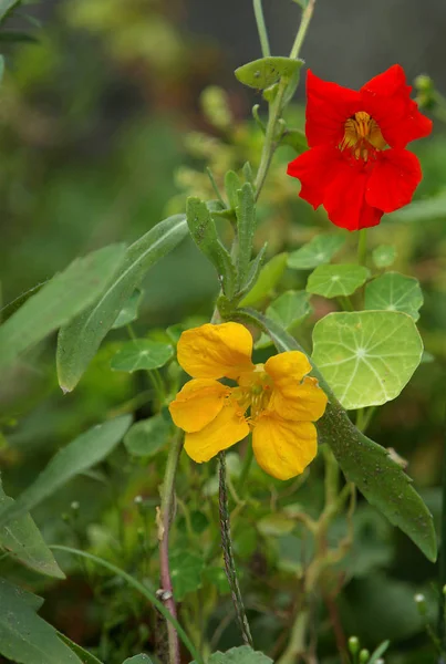 Bellissimi Fiori Sfondo Concetto Floreale — Foto Stock