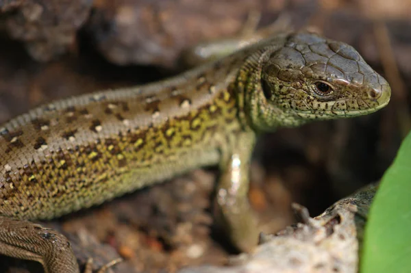 Primer Plano Lagarto Hábitat Concepto Salvajismo —  Fotos de Stock