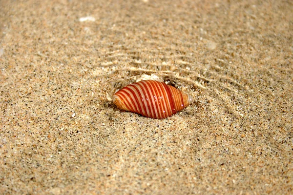サモアの海岸にある貝は — ストック写真