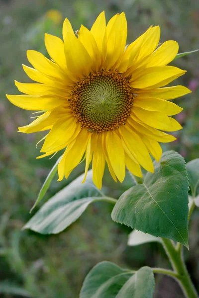 Жовті Пелюстки Соняшнику Польова Флора — стокове фото