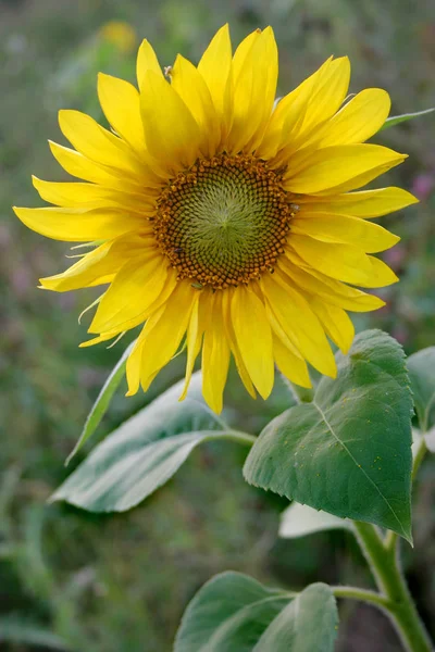 Pétales Tournesol Jaune Flore Des Champs — Photo