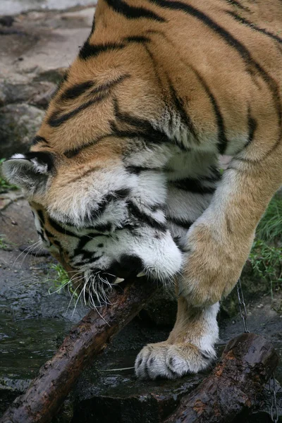 Tigre Sibiriane Animali Striati — Foto Stock