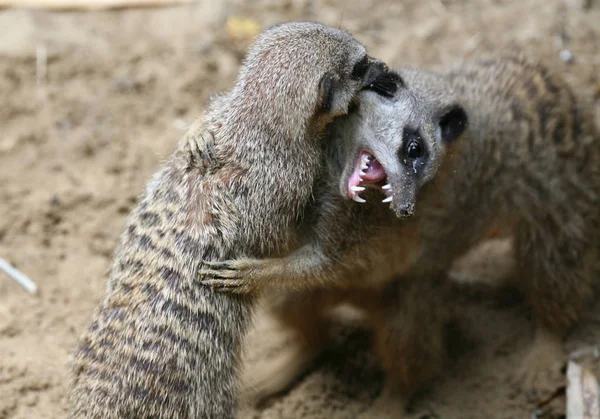 Meerkat Animal Suricado Pequeno Mongoose — Fotografia de Stock