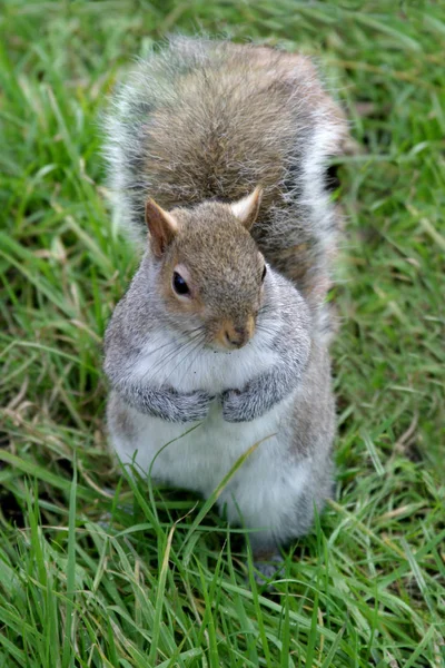 Eichhörnchen Nagetier — Stockfoto
