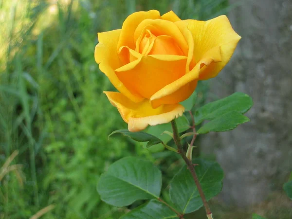 Schöne Botanische Aufnahme Natürliche Tapete — Stockfoto