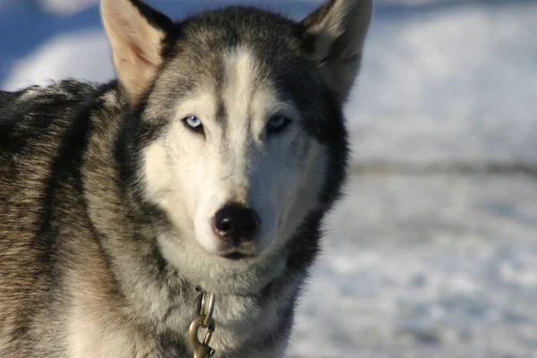 Porträtt Söt Hund — Stockfoto