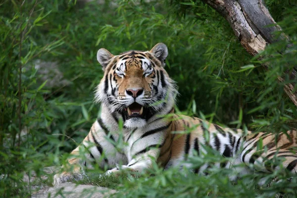 Sibirian Tiger Striped Animal — Stock Photo, Image