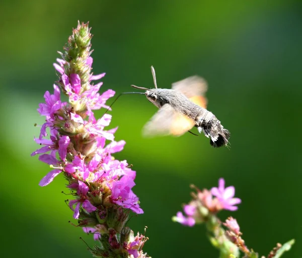 Крупним Планом Метелик Середовищі Проживання Концепція Дикої Природи — стокове фото