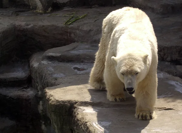 Encerramento Animais Jardim Zoológico — Fotografia de Stock