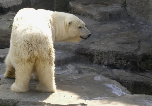 動物園での動物の閉鎖 — ストック写真