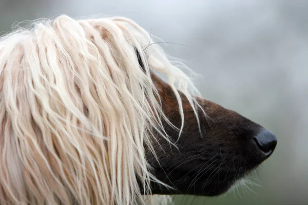 Porträt Eines Süßen Hundes — Stockfoto