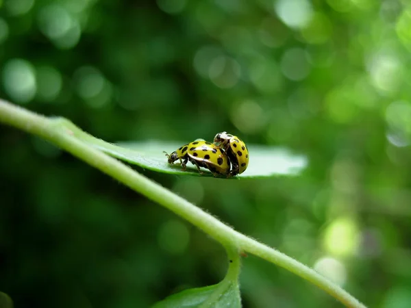 Twenty Two Spot Ladybird — 스톡 사진