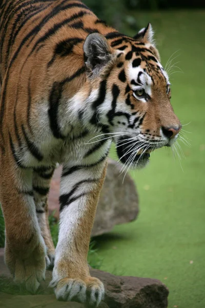 Sibirisk Tiger Randigt Djur — Stockfoto